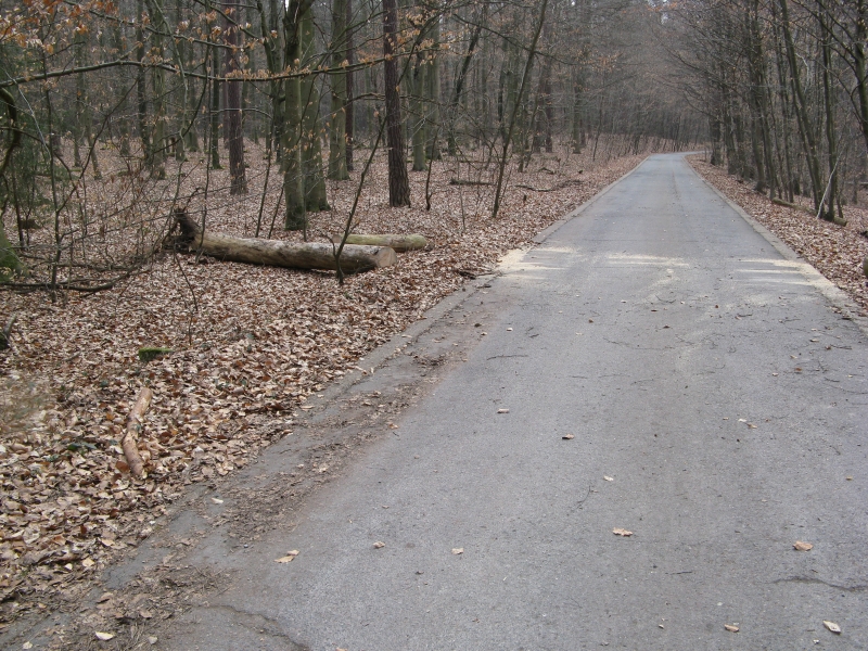 Einsatz 31.03.2013 H1 Großer Baum auf Straße