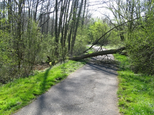 Einsatz 29.03.2014 H1 Baum auf Straße