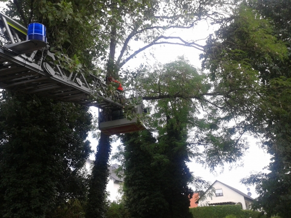 Einsatz 18.07.2015 H1 - Baum auf Fahrbahn