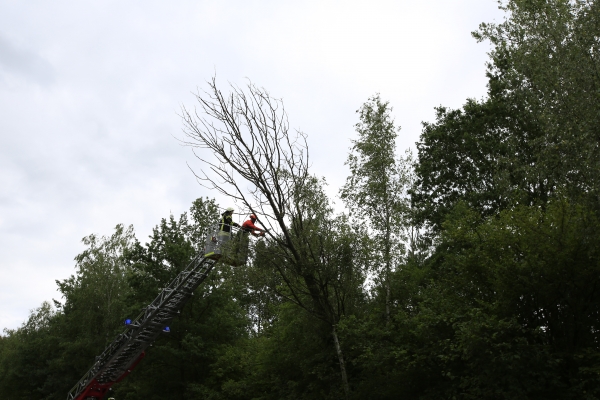 Einsatz 25.07.2015 H1 - Baum auf Straße (3)